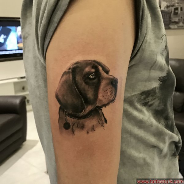 portre köpek beagle tattoo dövme ankara